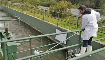 💧 Ainwater cierra ronda de financiamiento y se expande a la industria del salmón