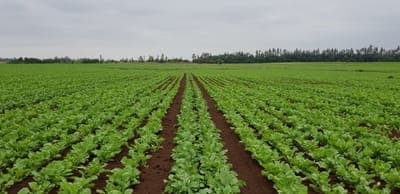 🌾 Instacrops y Kilimo participarán en la COP28 en Dubai