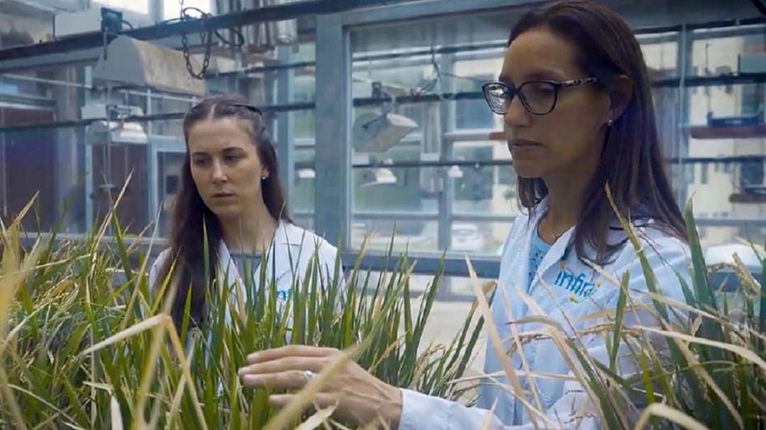 🚀 🌾 Infira: La startup argentina que busca revolucionar el agro con cultivos perennes